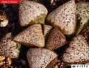 エミール【ジュエルプランツ】 ハオルチア属 多肉植物 9cmポット 観葉植物 雑貨 おすすめ インテリア 暮らし ハオルシア haworthia サボテン 植物