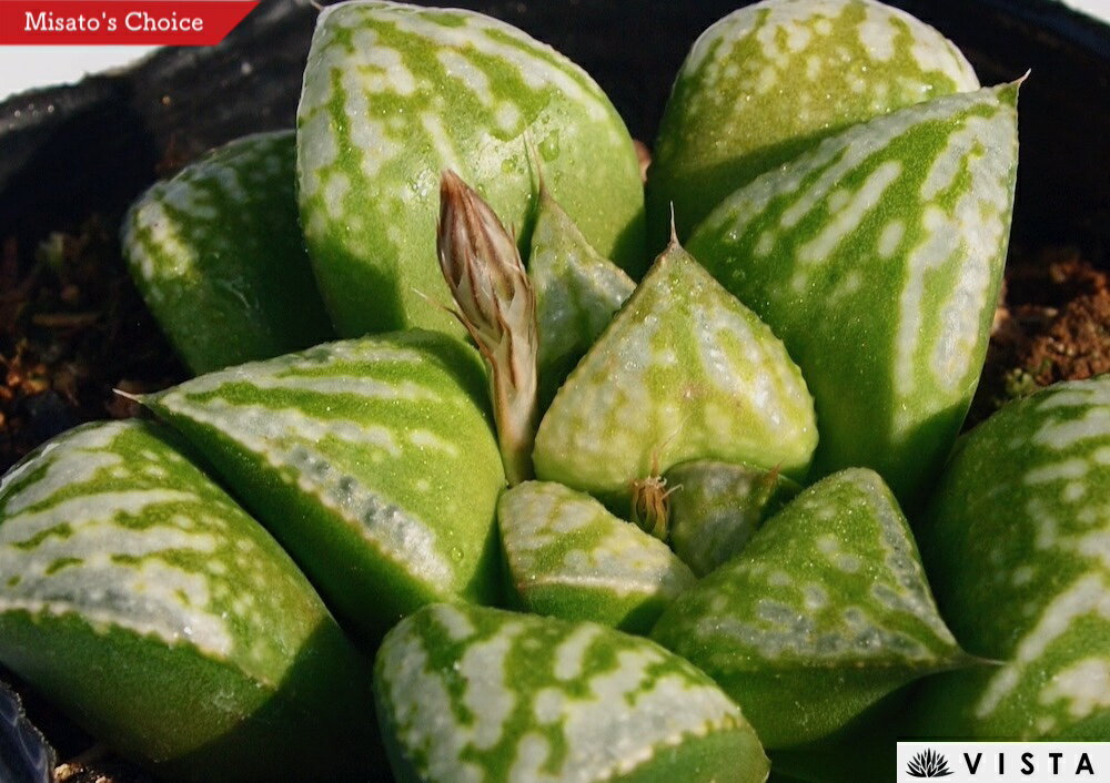 Haworthia`GreenWolf