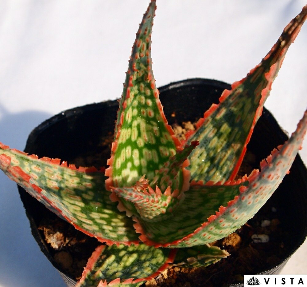 Aloe`Peppermint