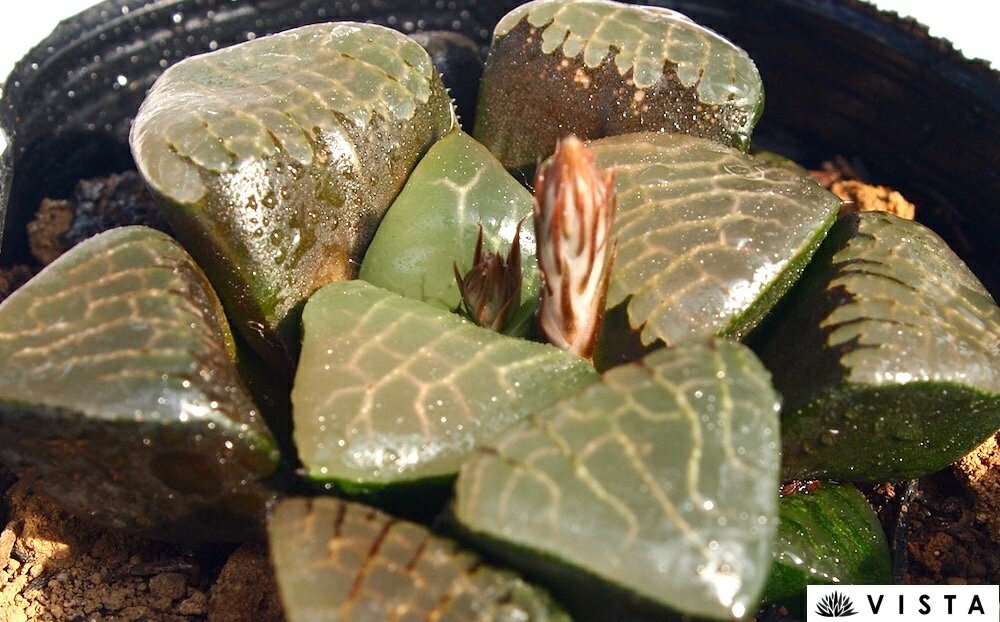 Haworthia