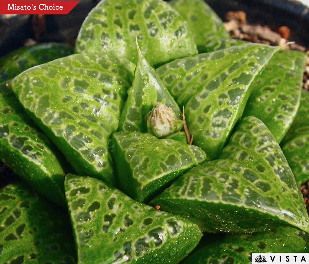 Haworthia`Tutankhamun