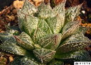 デオリシモ【ジュエルプランツ】 ハオルチア属 多肉植物 9cmポット 観葉植物 雑貨 おすすめ インテリア 暮らし ハオルシア haworthia サボテン 植物