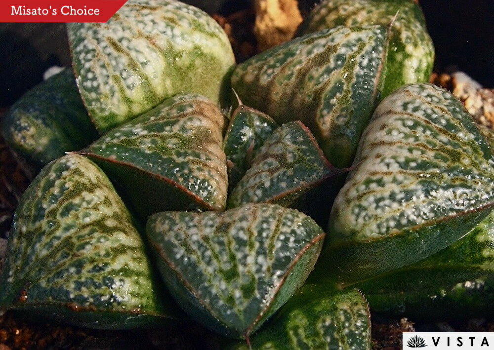 Haworthia