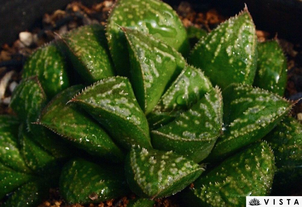 ケイ【ジュエルプランツ】 ハオルチア属　多肉植物　 9cmポット 観葉植物 雑貨 おすすめ インテリア 暮らし ハオルシア haworthia サボテン 植物