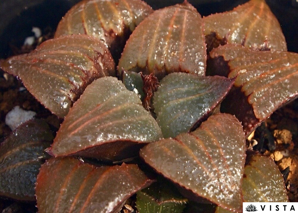 Other Succulents - 大型アトロフスカXバディア【ジュエルプランツ】 ハオルチア属　多肉植物　 9cmポット 観葉植物 雑貨 おすすめ インテリア 暮らし ハオルシア haworthia サボテン 植物