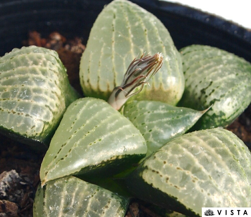 【学名】Haworthia 【原産地】南アフリカ 【特徴】若緑の大きめの葉で窓線は単純です。透明感のあるぷっくり窓が特徴です。 【サイズ】9cmポット