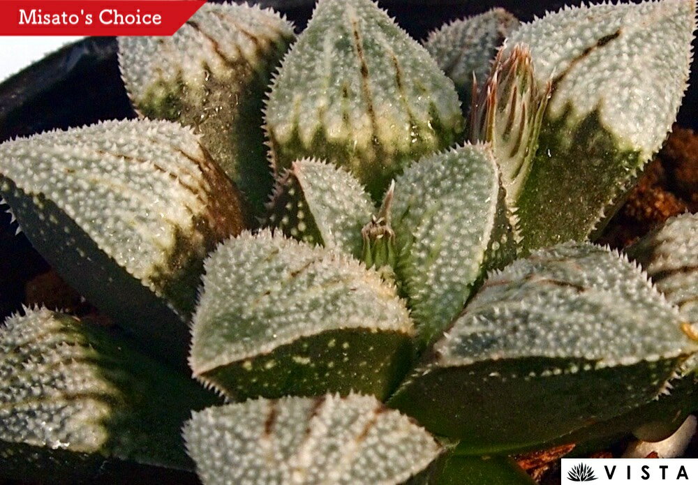 Other - 白玲（ハクレイ）【ジュエルプランツ】 ハオルチア属　多肉植物　 9cmポット 観葉植物 雑貨 おすすめ インテリア 暮らし ハオルシア haworthia サボテン 植物