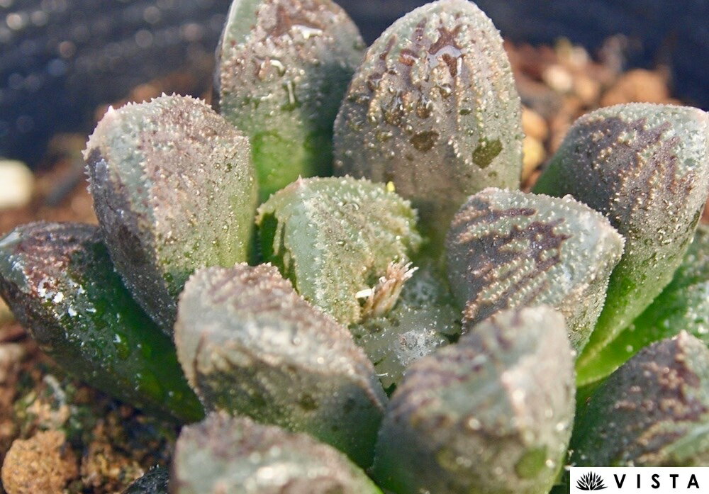 Haworthia