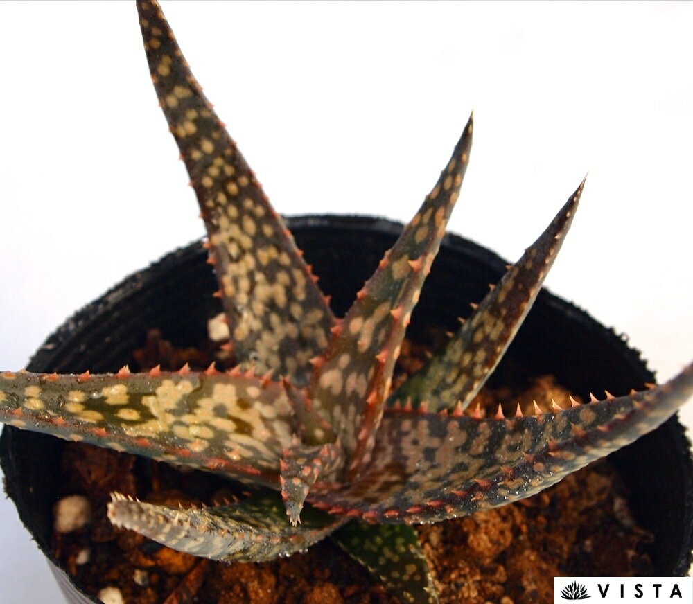 ベン アロエ属　多肉植物　9cmポット観葉植物 雑貨 おすすめ インテリア 暮らし 育て方 植物 種類 使い方 ケア