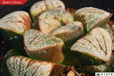 アリエス【ジュエルプランツ】 ハオルチア属 多肉植物 9cmポット 観葉植物 雑貨 おすすめ インテリア 暮らし ハオルシア haworthia サボテン 植物