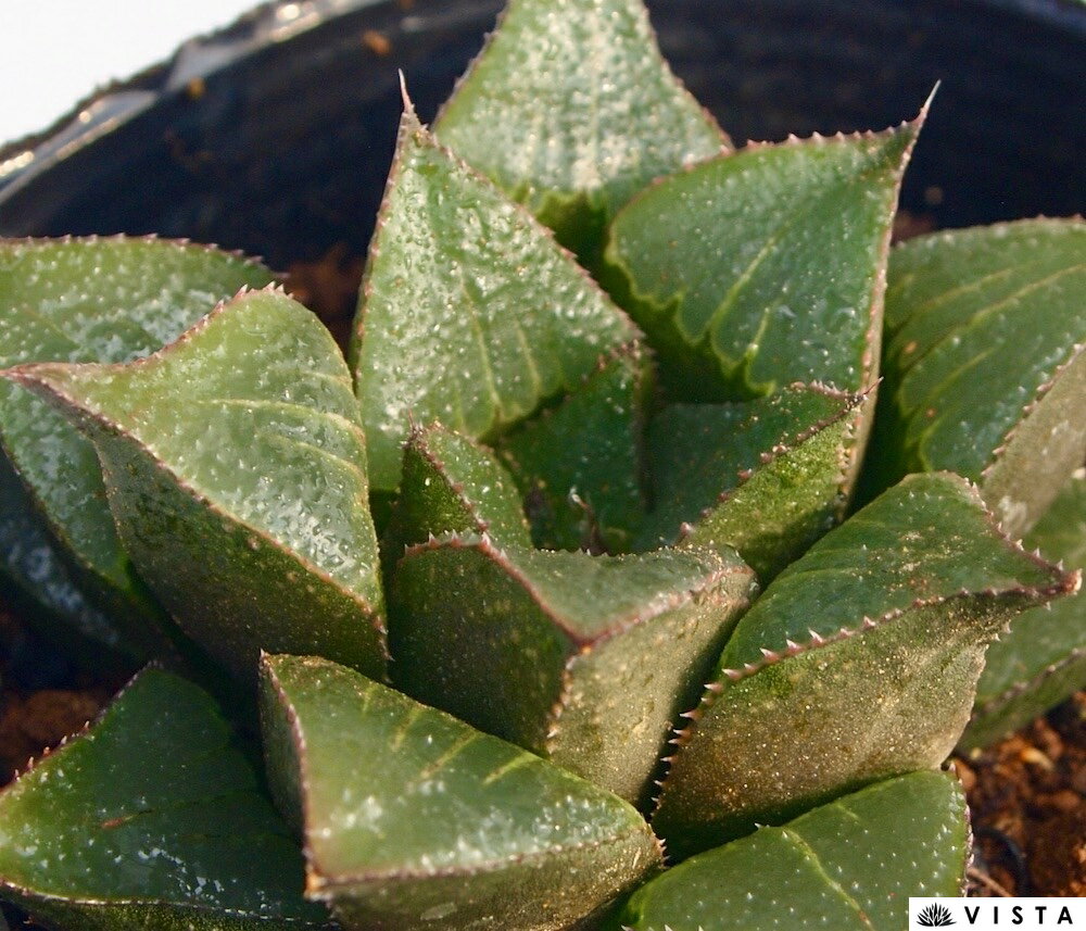 神楽獅子（カグラジシ）【ジュエルプランツ】 ハオルチア属　多肉植物　 9cmポット 観葉植物 雑貨 おすすめ インテリア 暮らし ハオルシア haworthia サボテン 植物