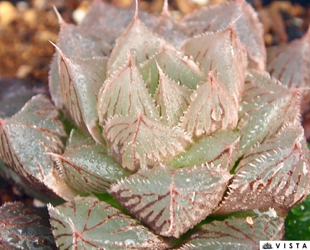 オブチョコ【ジュエルプランツ】 ハオルチア属 多肉植物 9cmポット 観葉植物 雑貨 おすすめ インテリア 暮らし ハオルシア haworthia サボテン 植物