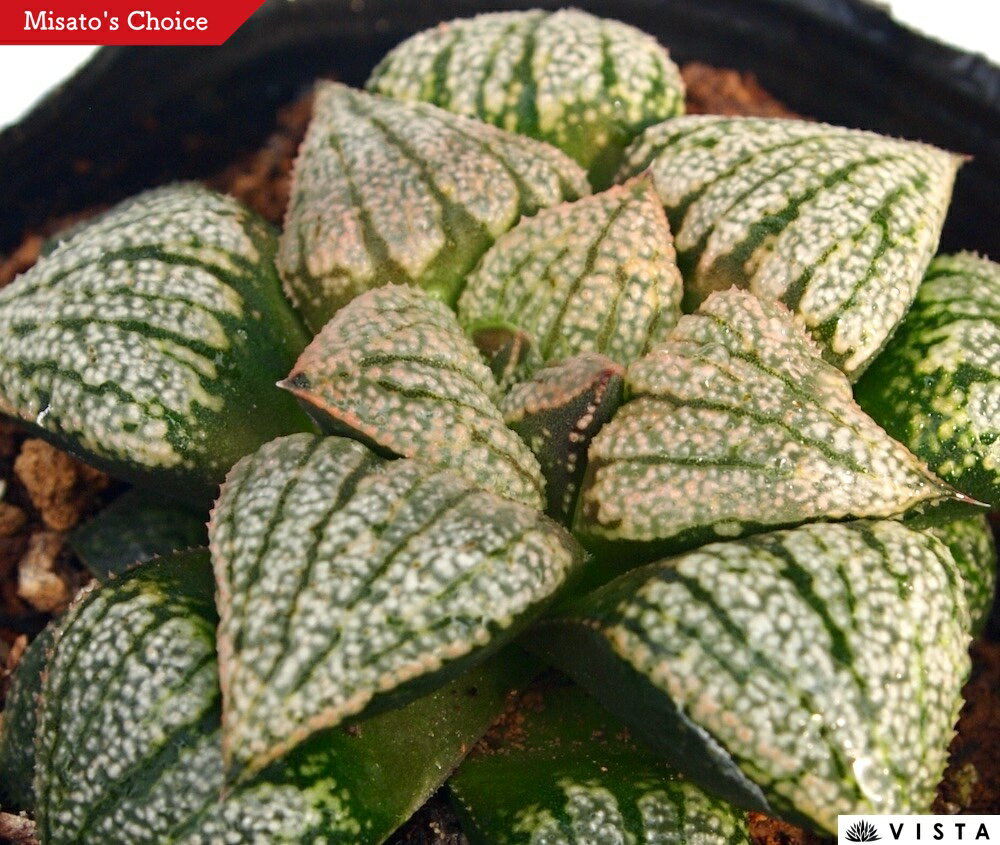 小町（コマチ）【ジュエルプランツ】 ハオルチア属　多肉植物　 9cmポット 観葉植物 雑貨 おすすめ イ..