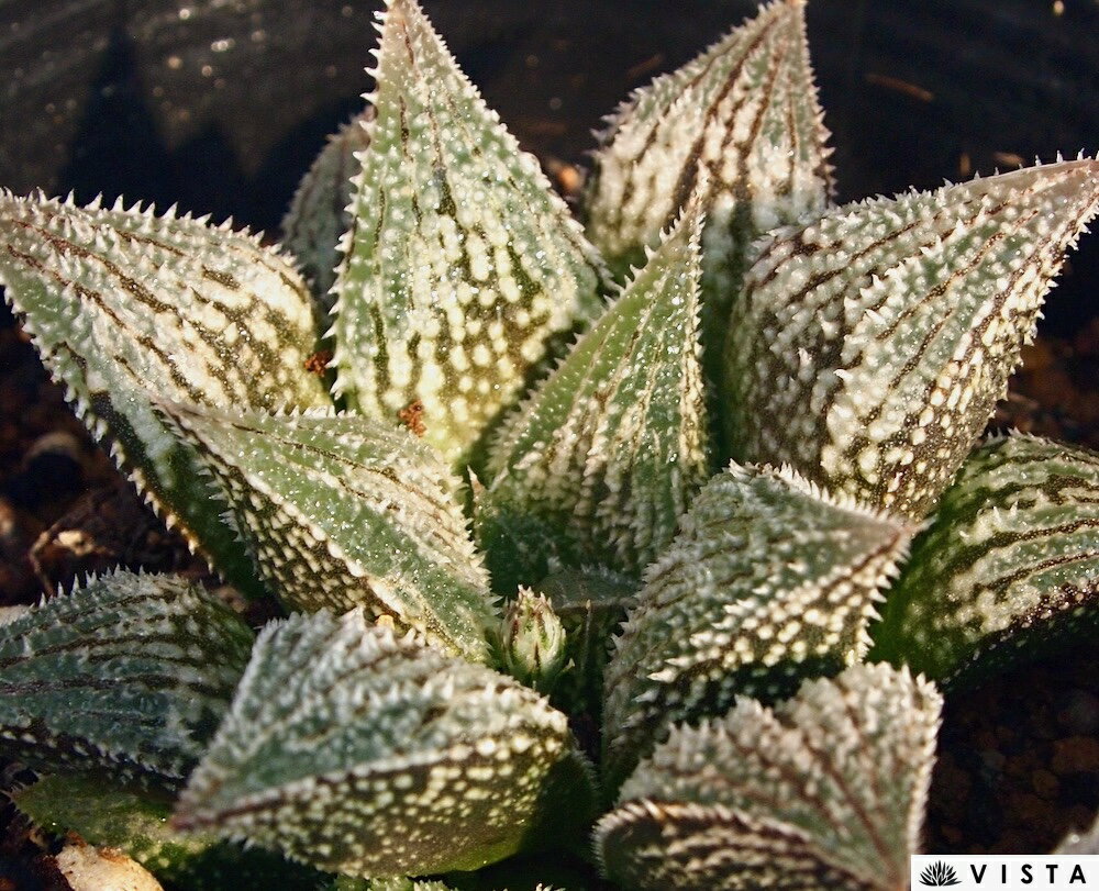 雪萌（ユキモエ）【ジュエルプランツ】 ハオルチア属　多肉植物　 9cmポット 観葉植物 雑貨 おすすめ インテリア 暮らし ハオルシア haworthia サボテン 植物