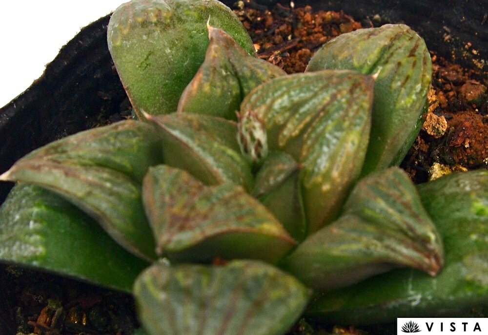 Rakuten - ジャッカル【ジュエルプランツ】 ハオルチア属　多肉植物　 9cmポット 観葉植物 雑貨 おすすめ インテリア 暮らし ハオルシア haworthia サボテン 植物