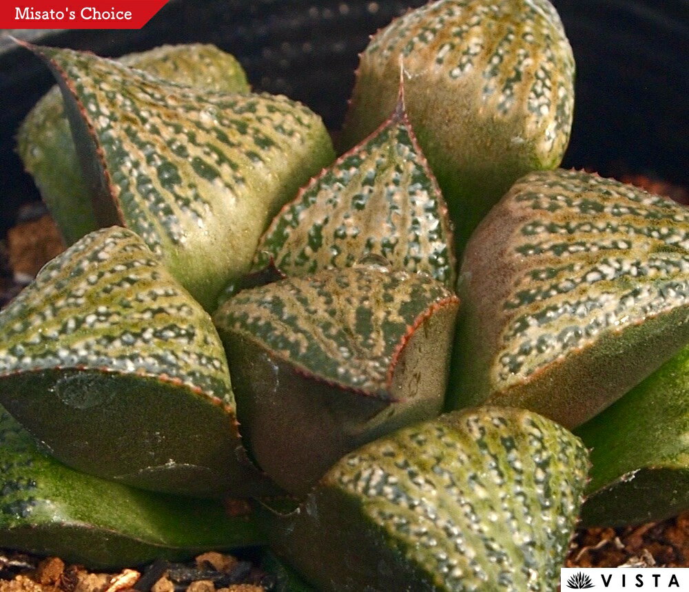 Rakuten - ベイヤー【ジュエルプランツ】 ハオルチア属　多肉植物　 9cmポット 観葉植物 雑貨 おすすめ インテリア 暮らし ハオルシア haworthia サボテン 植物