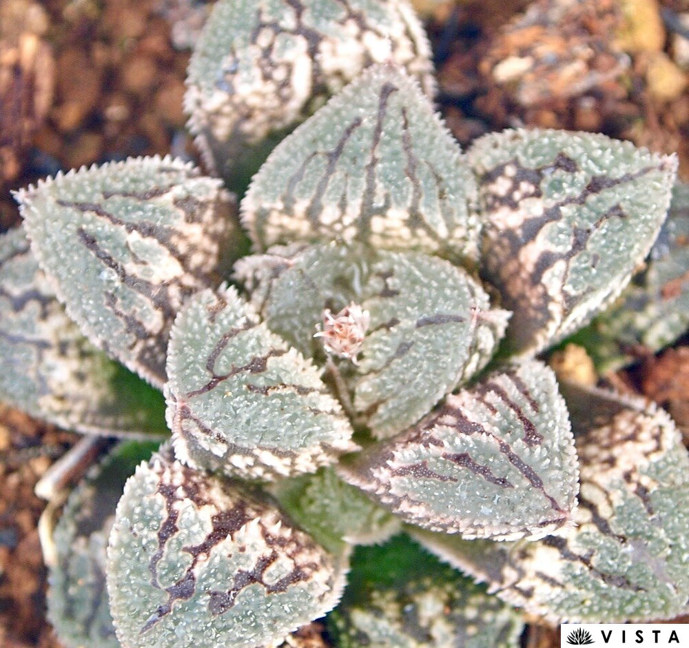 黒砂糖（クロザトウ）【ジュエルプランツ】 ハオルチア属　多肉植物　 9cmポット 観葉植物 雑貨 おすす..