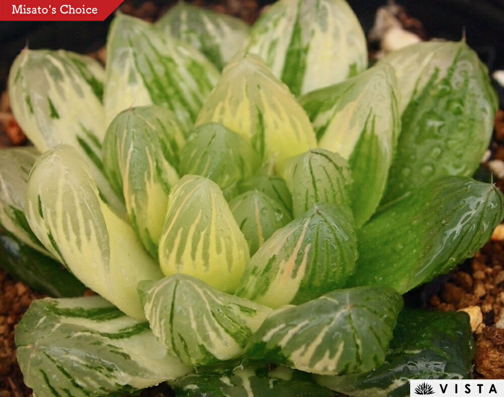 福美人錦（フクビジンニシキ）【ジュエルプランツ】 ハオルチア属　多肉植物　 9cmポット 観葉植物 雑..