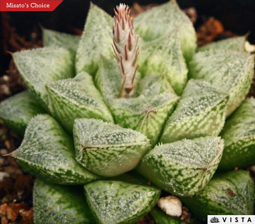 【学名】Haworthia 【原産地】南アフリカ 【特徴】葉には白い毛が密生していますが、窓は毛が少なく模様が見えます。 【サイズ】9cmポット