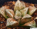 印像(インゾウ)【ジュエルプランツ】 ハオルチア属 多肉植物 9cmポット 観葉植物 雑貨 おすすめ インテリア 暮らし ハオルシア haworthia サボテン 植物