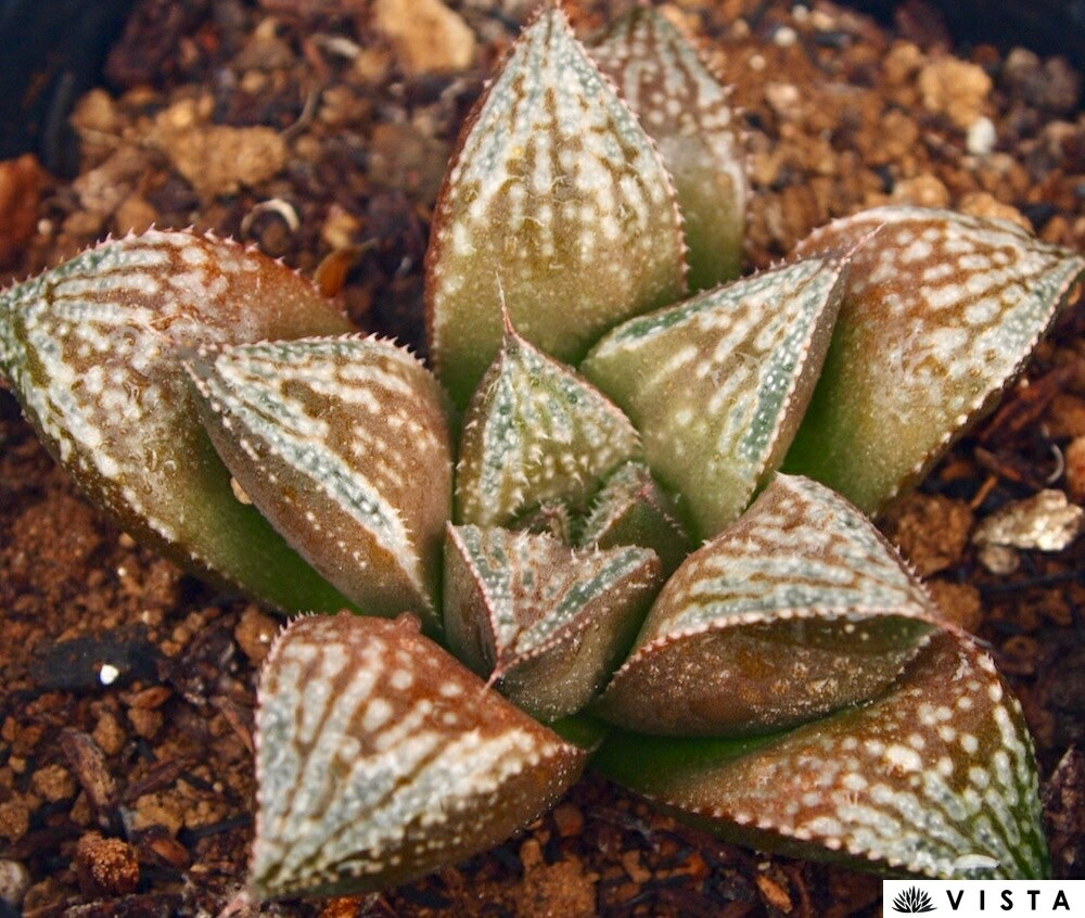 �����ʥ��󥾥��ˡڥ��奨��ץ��ġ� �ϥ������°��¿����ʪ�� 9cm�ݥå� ���տ�ʪ ���� �������� ����ƥꥢ ��餷 �ϥ��륷�� haworthia ���ܥƥ� ��ʪ