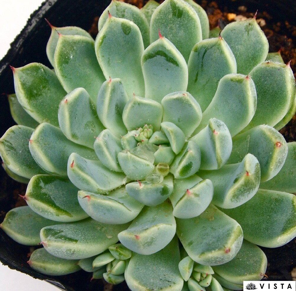 ジャミルリ エケベリア属　多肉植物　9cmポット観葉植物 雑貨 おすすめ インテリア 暮らし 室内 植物 育て方 サボテン 多肉