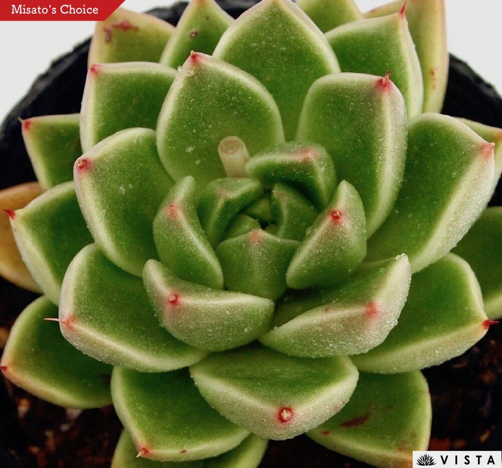 石英（セキエイ） エケベリア属　多肉植物　9cmポット観葉植物 雑貨 おすすめ インテリア 暮らし 室内 植物 育て方 サボテン 多肉