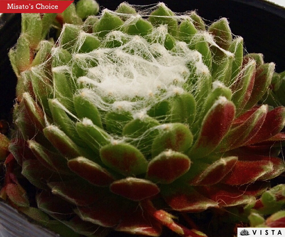 ガザレ　センペルビウム属　多肉植物　9cmポット観葉植物 雑貨 おすすめ インテリア 暮らし 地植え 鉢植え 子株 寒さ 紅葉