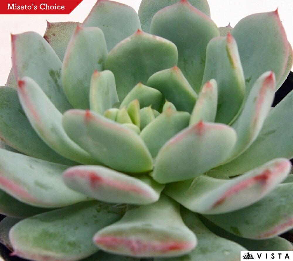 Echeveria