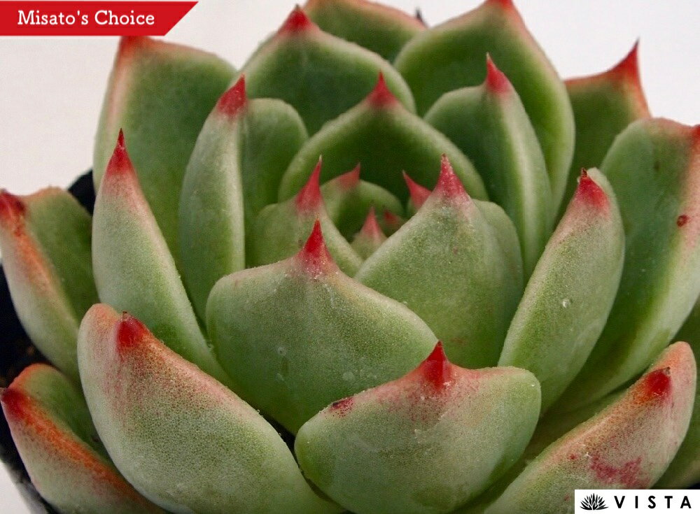 【学名】Echeveria 【原産地】メキシコ、アメリカ南部、南米北部 【特徴】艶のある淡いエメラルドグリーンの葉に赤い爪で存在感があります。形も良く整っています。 【サイズ】9cmポット