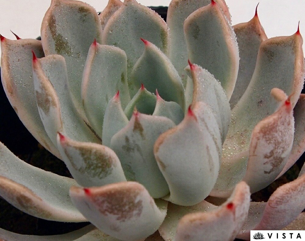 Echeveria