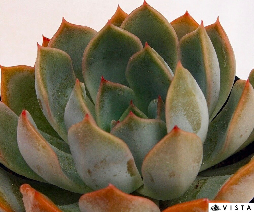 Echeveria