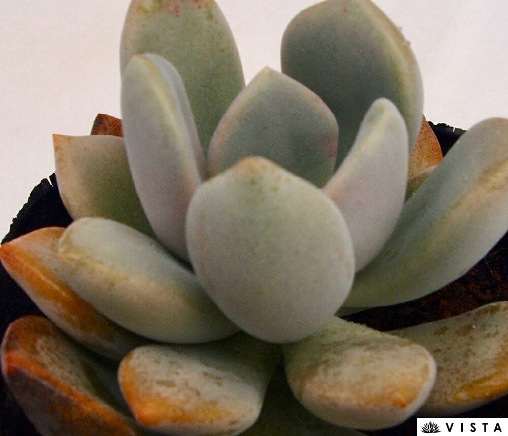 Echeveria