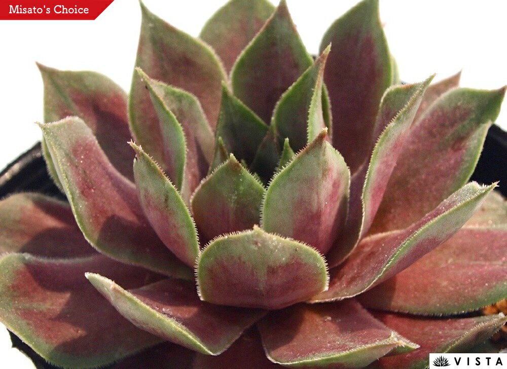 Rakuten - ミノーリ　センペルビウム属　多肉植物　9cmポット観葉植物 雑貨 おすすめ インテリア 暮らし 地植え 鉢植え 子株 寒さ 紅葉