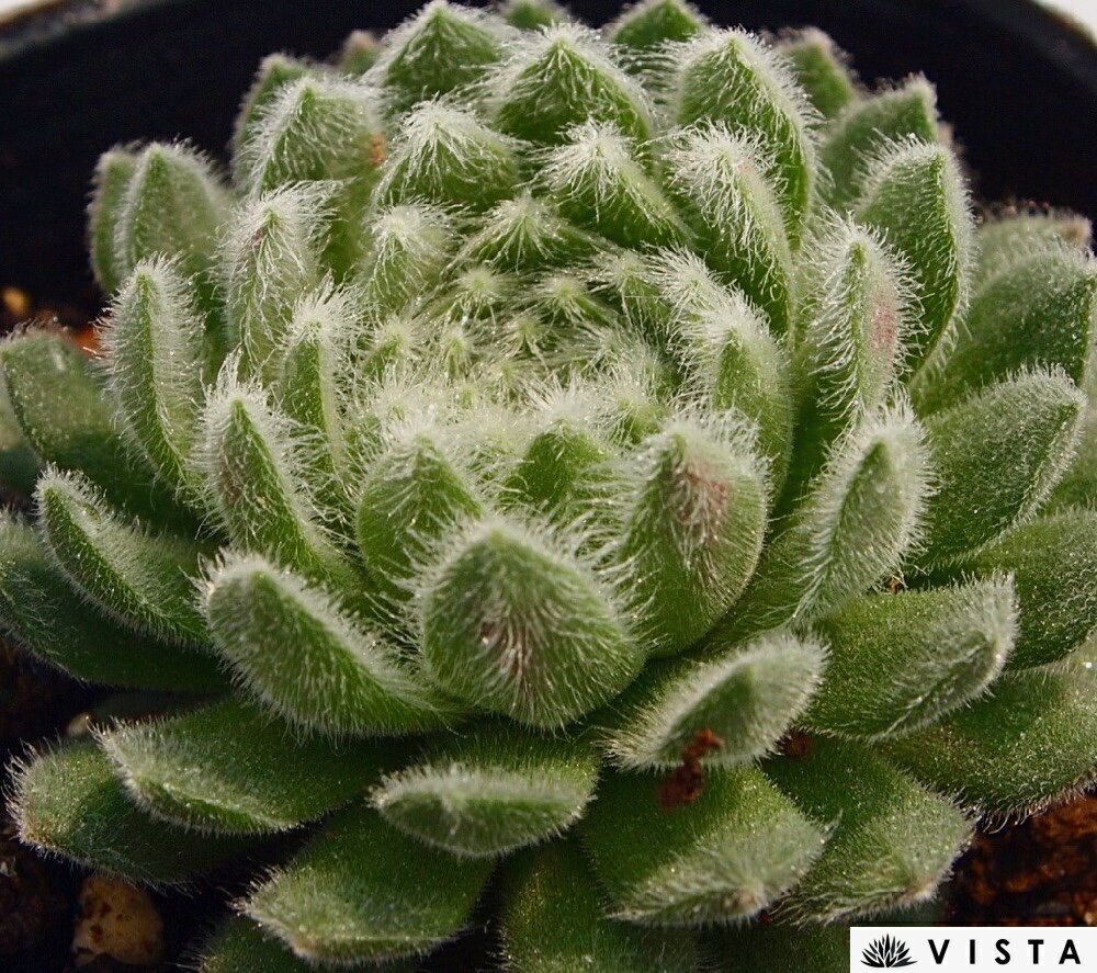 Sempervivum