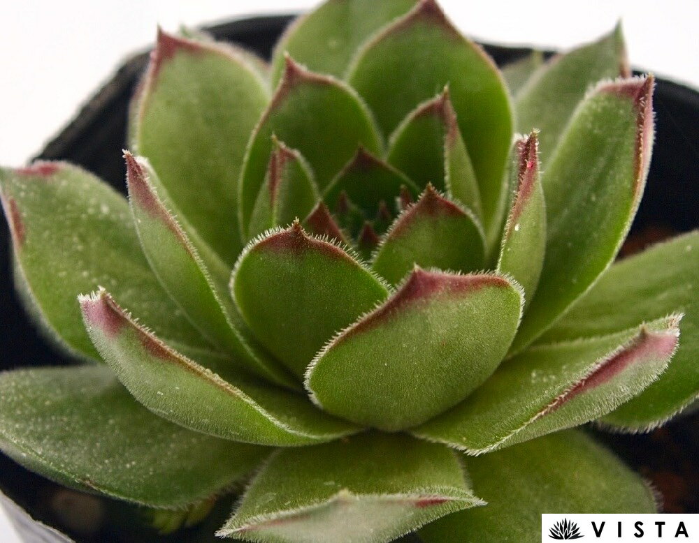 Sempervivum`Olivetty