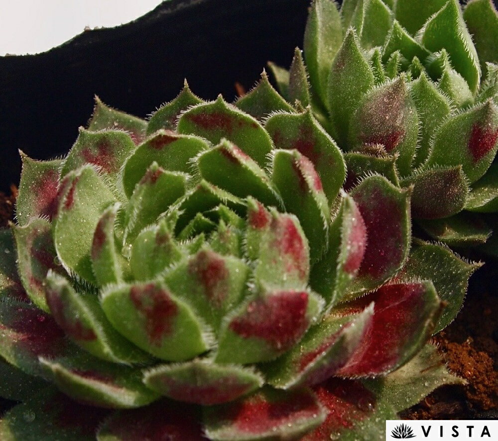 Sempervivum`DarkPoint