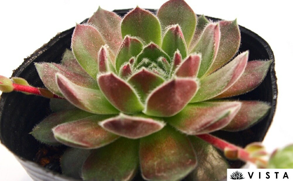 Sempervivum`Hausmanii