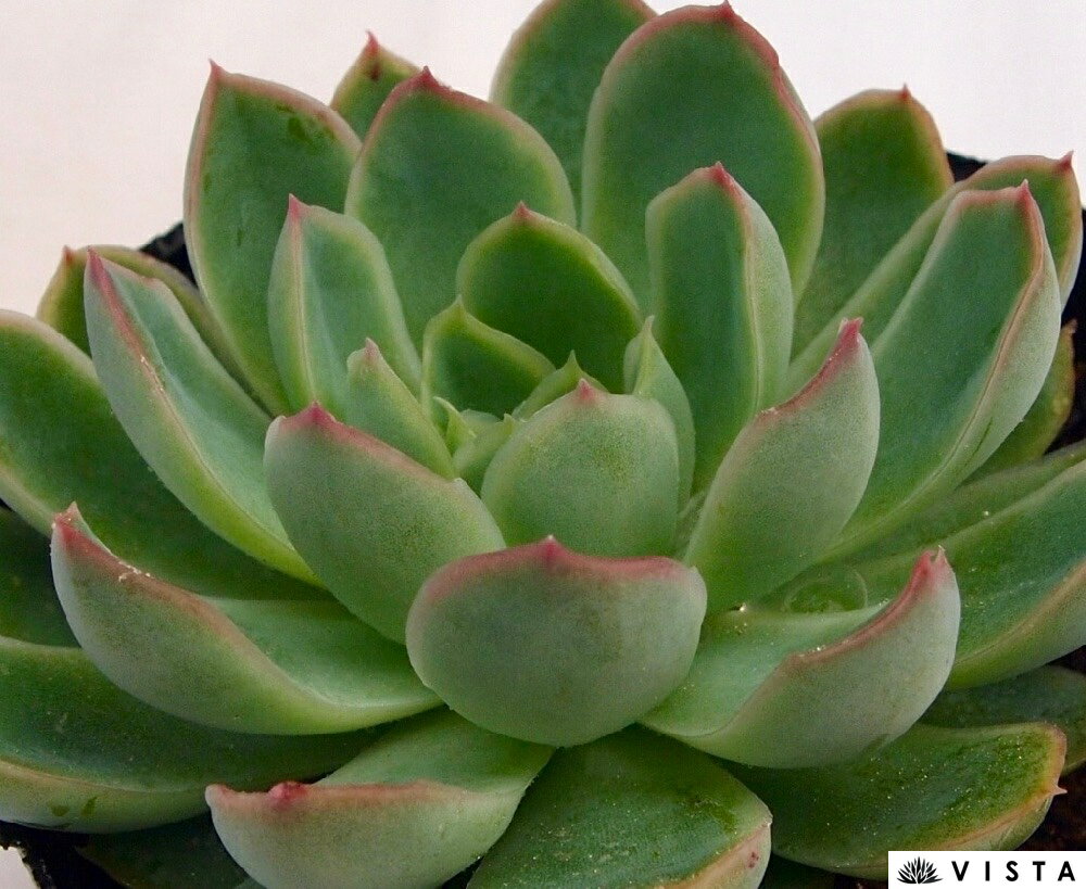 Echeveria`SeeThrough