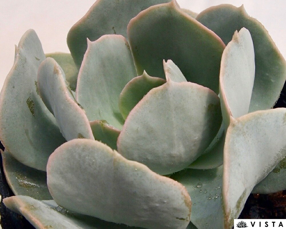 Echeveria