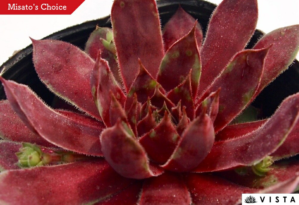 Sempervivum`Cresta