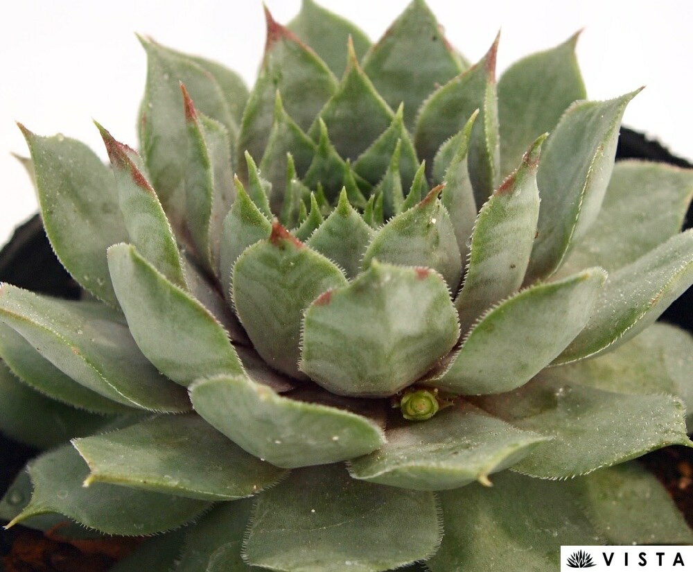 Sempervivum