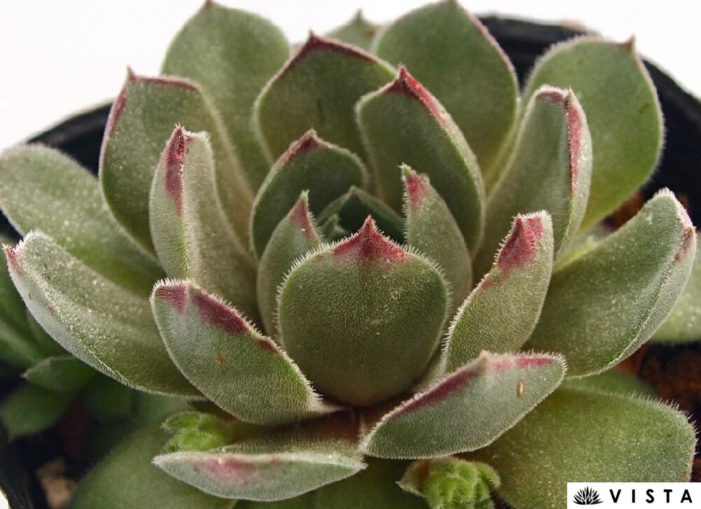 水耕栽培 - セミノール　センペルビウム属　多肉植物　9cmポット観葉植物 雑貨 おすすめ インテリア 暮らし 地植え 鉢植え 子株 寒さ 紅葉