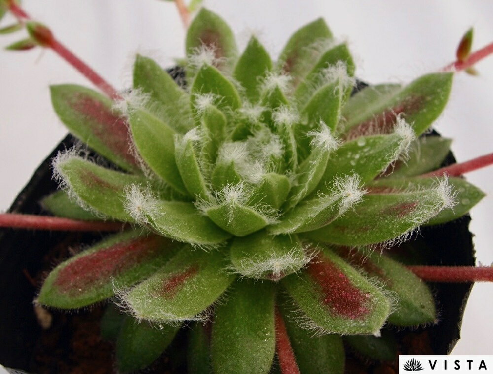 Other - フロスティ　センペルビウム属　多肉植物　9cmポット観葉植物 雑貨 おすすめ インテリア 暮らし 地植え 鉢植え 子株 寒さ 紅葉