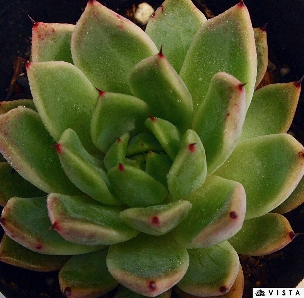 ビーナス　 エケベリア属　多肉植物　9cmポット観葉植物 雑貨 おすすめ インテリア 暮らし 室内 植物 育て方 サボテン 多肉