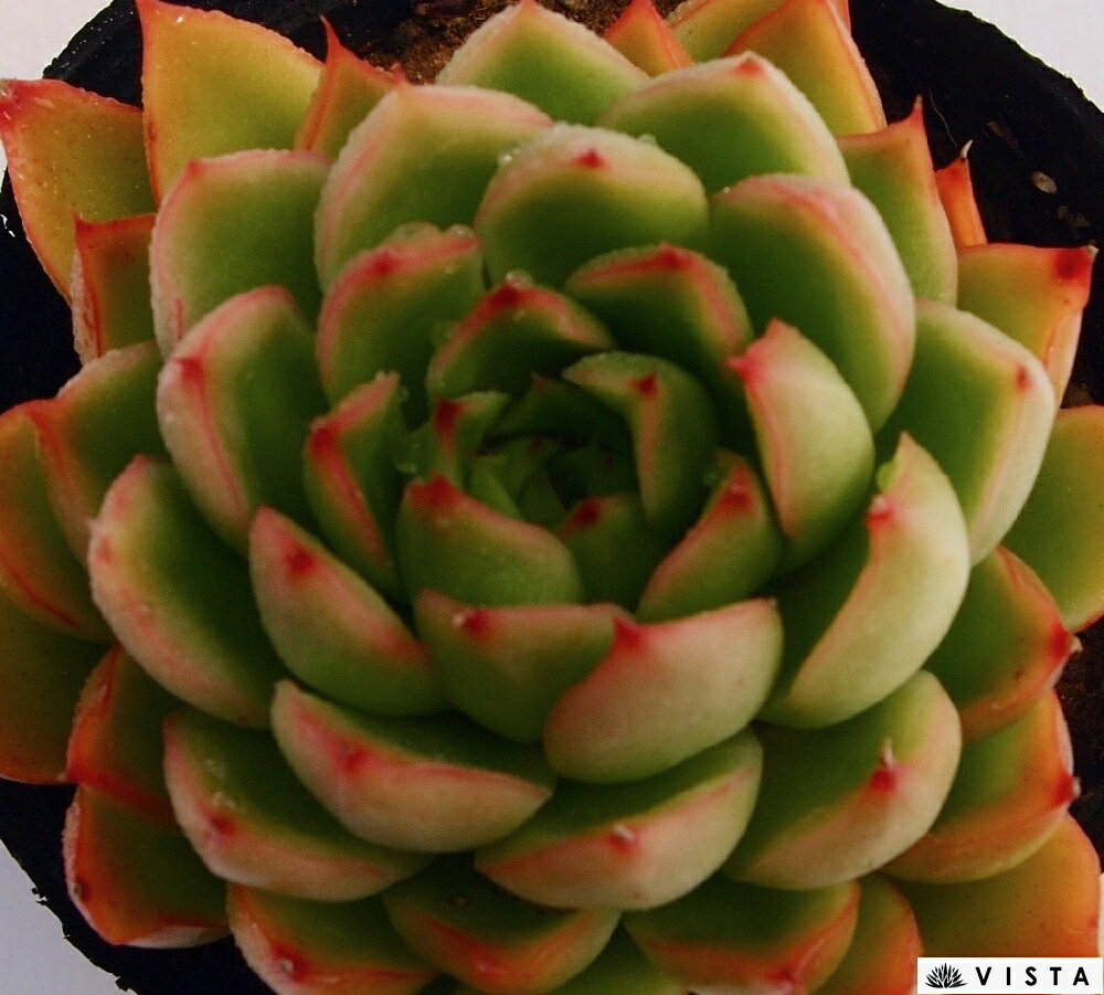 ルビーノバ　 エケベリア属　多肉植物　9cmポット観葉植物 雑貨 おすすめ インテリア 暮らし 室内 植物 育て方 サボテン 多肉