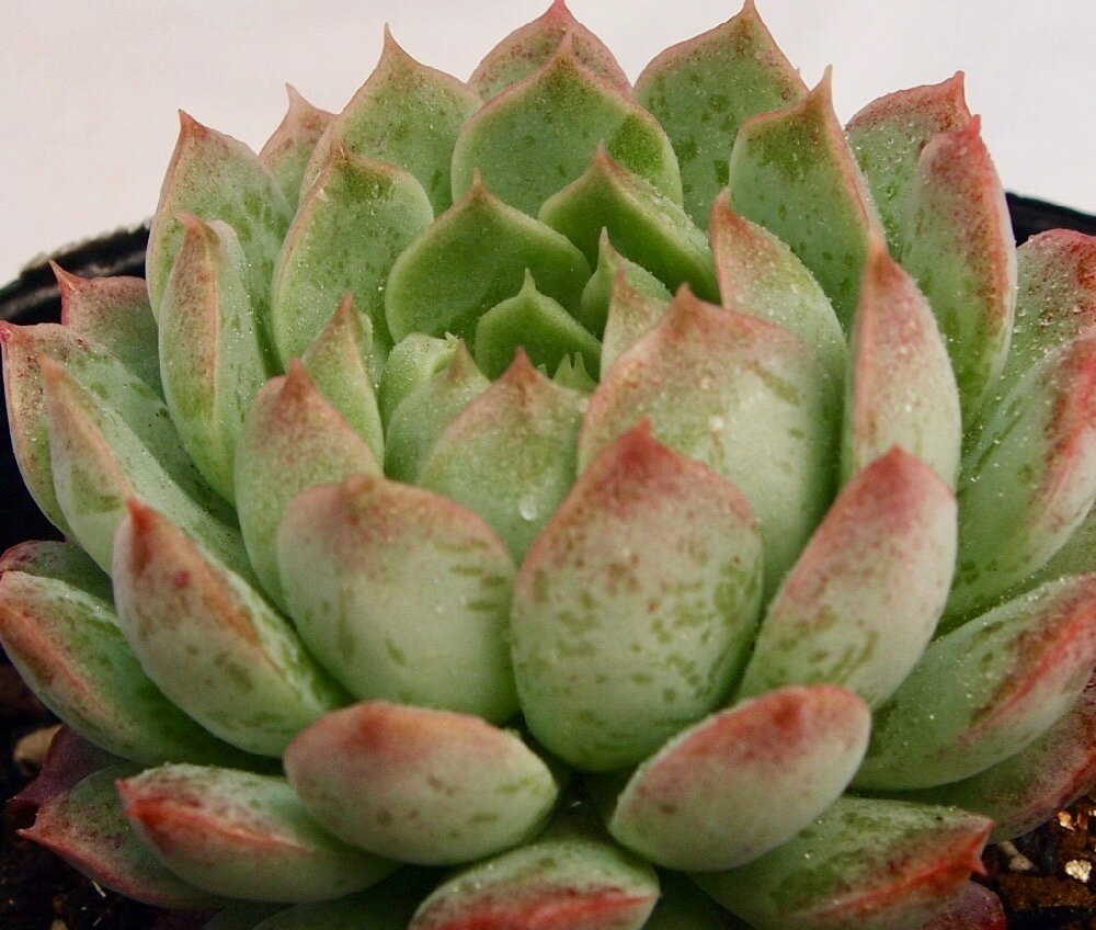 Echeveria