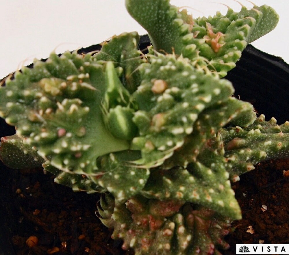 Faucaria`Dotou