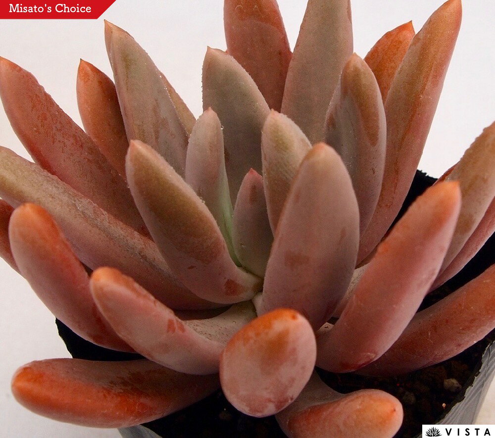 アトル　 エケベリア属　多肉植物　9cmポット観葉植物 雑貨 おすすめ インテリア 暮らし 室内 植物 育て方 サボテン 多肉