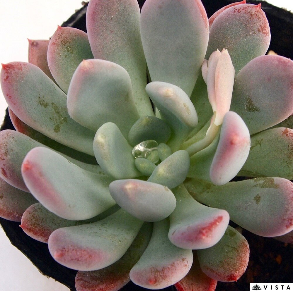 ドウワ　 エケベリア属　多肉植物　9cmポット観葉植物 雑貨 おすすめ インテリア 暮らし 室内 植物 育て方 サボテン 多肉